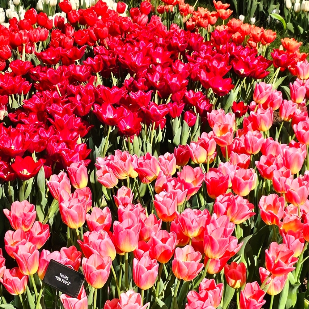 Meet your Posher, Raquel